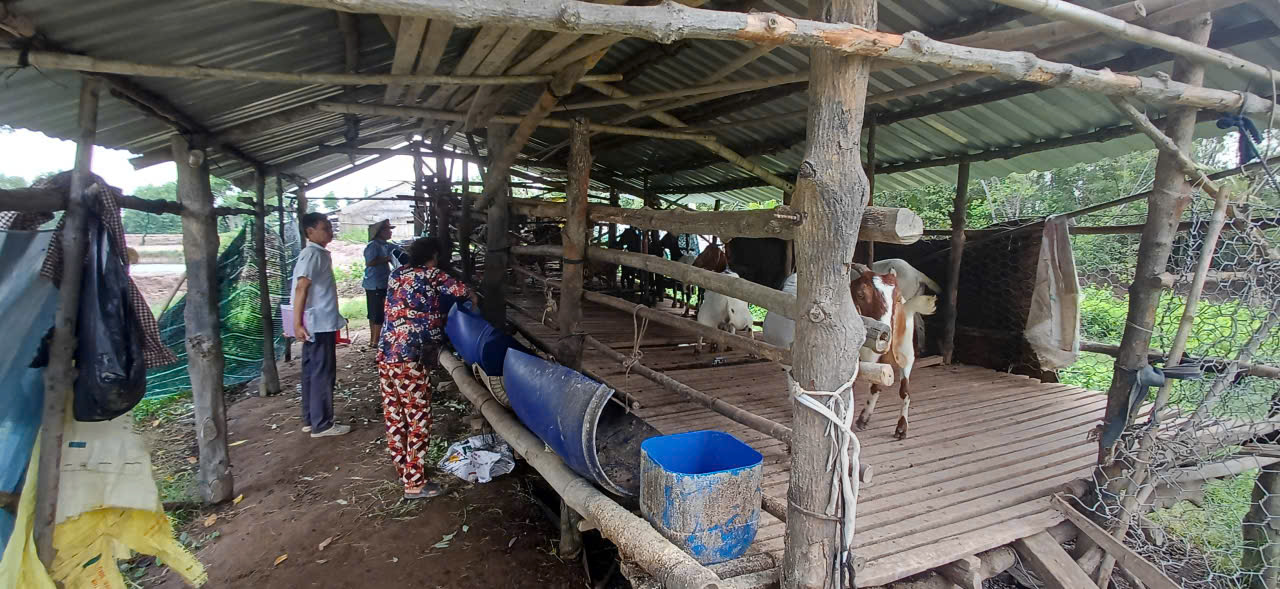 Chăn nuôi dê – hướng đi bền vững cho kinh tế nông hộ