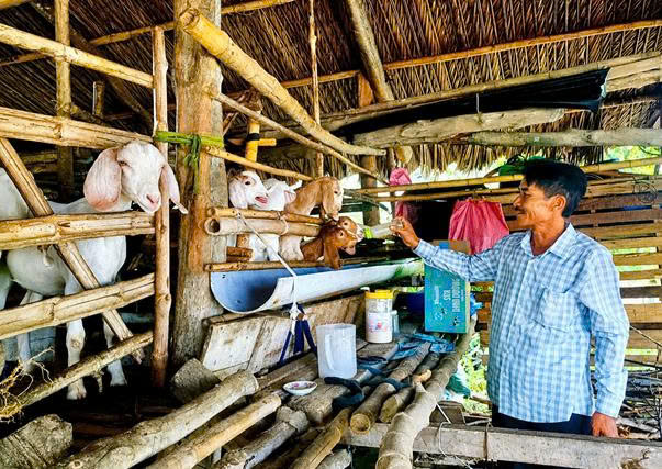 BAN XÂY DỰNG ĐẢNG PHƯỜNG TRƯỜNG LONG HÒA KHẢO SÁT, ĐÁNH GIÁ HIỆU QUẢ MÔ HÌNH "DÂN VẬN KHÉO" NUÔI DÊ SINH SẢN TẠI KHÓM PHƯỚC BÌNH